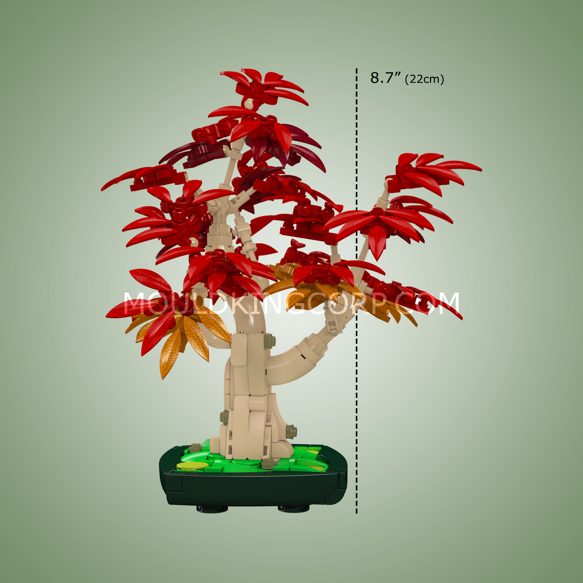 Bonsaï érable rouge, vue 6