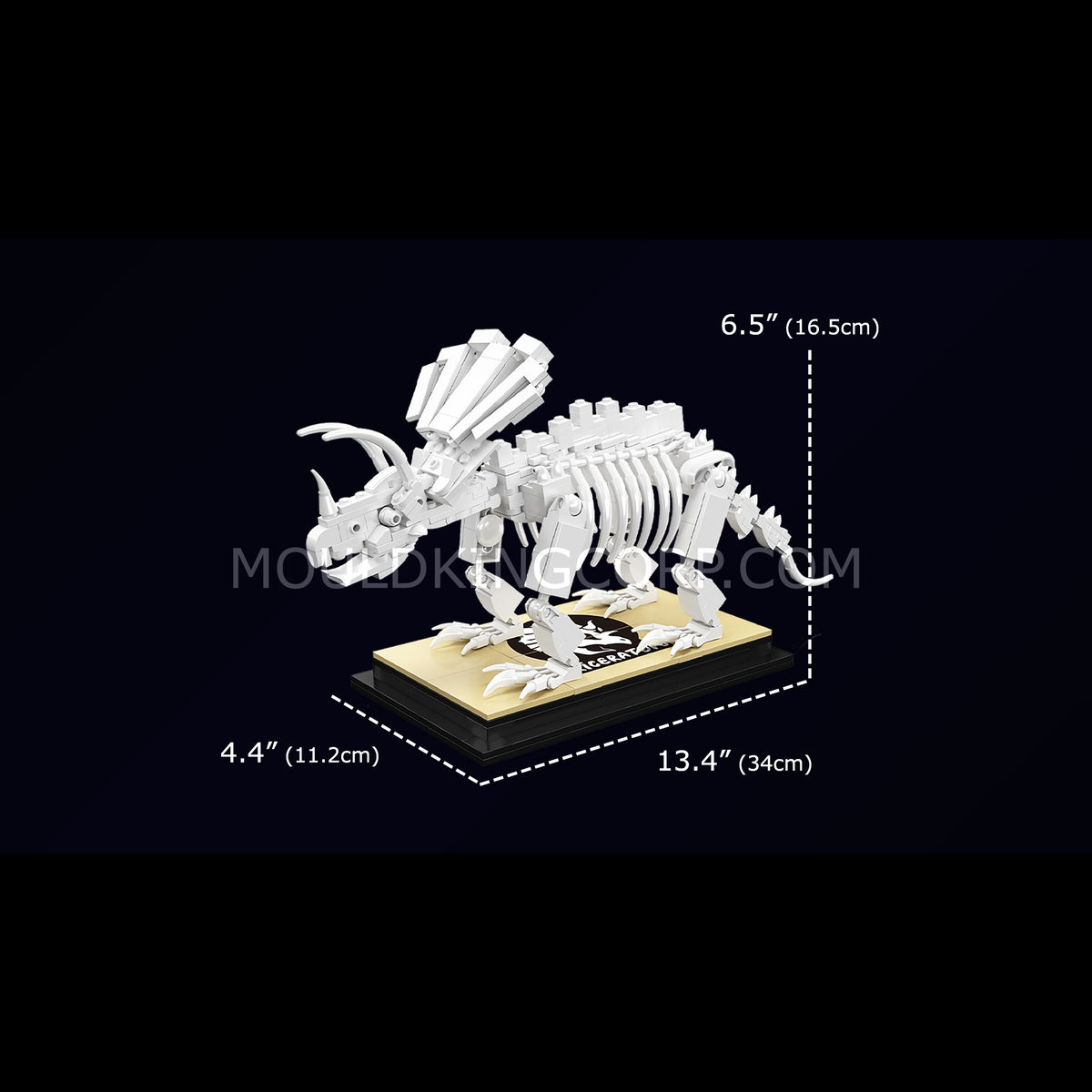 Squelette de tricératops sur socle, vue 5