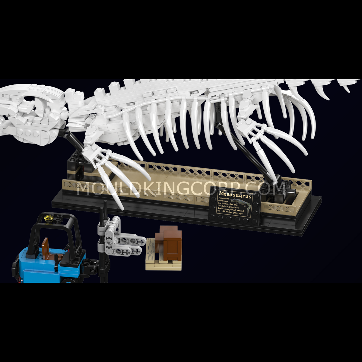 Squelettes fossiles, vue 2